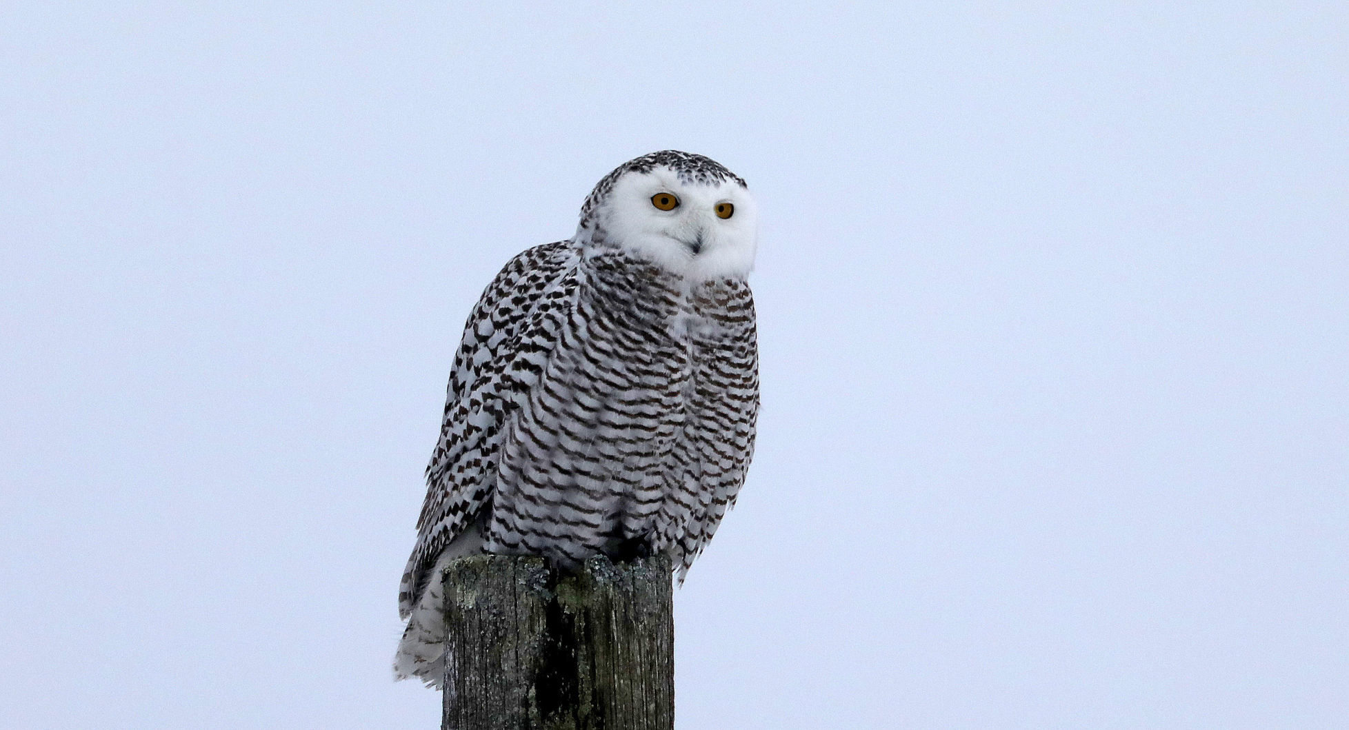 Snowy owl